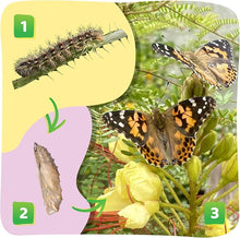 Insect Lore Butterfly Garden Kit – 10 Live Caterpillars